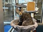 Adopt Blue Cheese a Domestic Short Hair