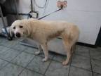 Adopt Sapphire a Great Pyrenees, Mixed Breed