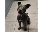 Adopt Renesmee a Mixed Breed