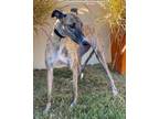 Adopt Halle a Greyhound