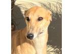 Adopt Ginger a Greyhound