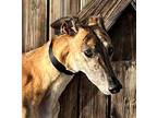 Adopt Gertie a Greyhound