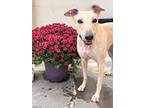 Adopt Bonnett a Greyhound