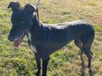 Adopt Phoebe a Greyhound