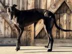 Adopt Royal a Greyhound
