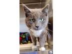 Adopt Lilac a American Shorthair