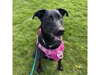 Adopt Delilah Belle a Mixed Breed