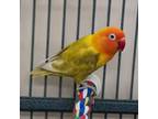 Adopt Virgo a Lovebird