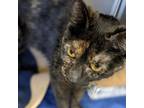 Adopt Mascarpone a Domestic Short Hair