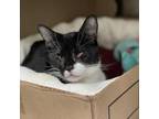 Adopt Athena a Domestic Short Hair