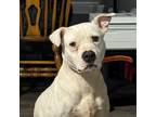 Adopt 2404-1080 Eve a Pit Bull Terrier
