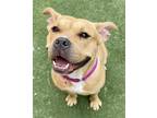 Adopt Ezmae a Pit Bull Terrier, Mixed Breed