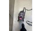Adopt Nala Rue a Pit Bull Terrier, Mixed Breed