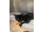 Adopt Puffin a Domestic Medium Hair, Domestic Short Hair