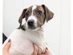 Adopt Krista a Hound, Mixed Breed