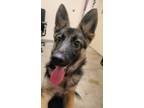 Adopt Tilly a German Shepherd Dog