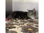 Adopt Roxie a Domestic Short Hair