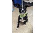 Adopt Frida a Mixed Breed