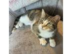 Adopt Ellie a Domestic Short Hair