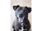 Adopt Cleo a Mixed Breed