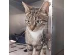 Adopt Gretta (Rescue Only) a Domestic Short Hair