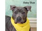 Adopt Baby Blue a Pit Bull Terrier