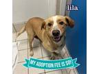 Adopt Lila a Mixed Breed