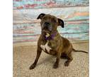 Adopt Vidalia a Pit Bull Terrier