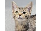 Adopt Kiri a Domestic Short Hair