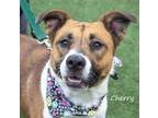 Adopt Cherry a Mixed Breed
