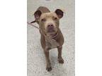 Adopt Cicada a Pit Bull Terrier, Mixed Breed