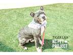 Adopt Tiger Lily a Pit Bull Terrier, Mixed Breed