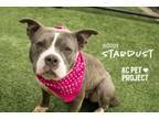 Adopt Stardust a Pit Bull Terrier, Mixed Breed