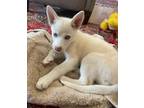 Adopt Ruby a Husky