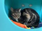 Adopt Sophie a Domestic Short Hair