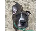 Adopt Paris a Pit Bull Terrier