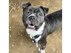 Adopt Yazzy a Pit Bull Terrier