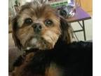 Adopt Trixie Pixie a Yorkshire Terrier