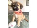 Adopt Cutest Villains: Cruella a Great Pyrenees, Australian Shepherd