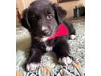 Adopt Cutest Villains: Medusa a Great Pyrenees, Australian Shepherd