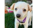 Adopt Dot a Mixed Breed