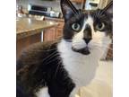 Adopt Blanche a Domestic Short Hair