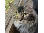 Adopt Milla a Domestic Short Hair