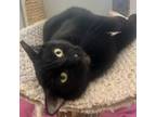 Adopt Melena a Domestic Short Hair