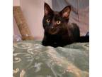 Adopt Luna a Domestic Short Hair