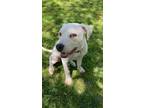 Adopt Angel a Pit Bull Terrier, Boxer