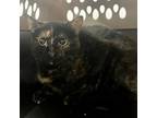 Adopt Brownie a Domestic Short Hair