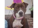 Adopt Philly a Pit Bull Terrier