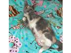 Adopt Strawberry a Domestic Short Hair