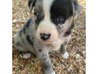 Australian Shepherd Puppy for sale in Ontario, OR, USA